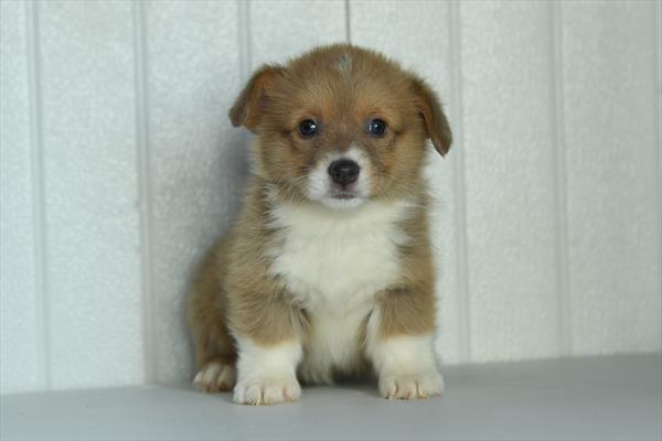 Annie - Pembroke Welsh Corgi