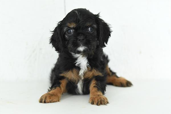 Hunter - Cavalier King Charles Spaniel