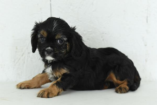Josie - Cavalier King Charles Spaniel