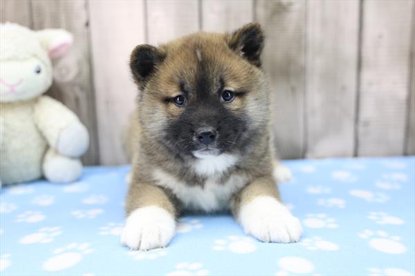 Gryff - Shiba Inu