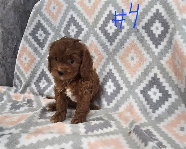 Maribel - Cavapoo