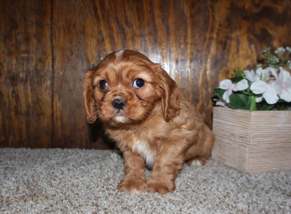 Dex - Cavalier King Charles Spaniel