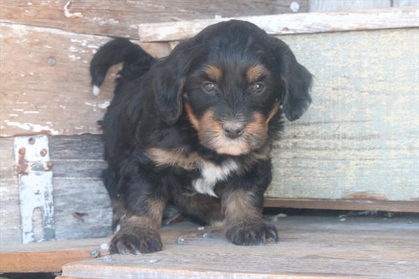 Finnigan - Bernedoodle Mini 2nd Gen