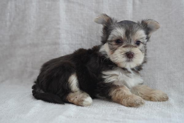 Bella-Marie - Morkie