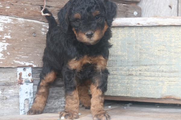 Sherman - Bernedoodle Mini 2nd Gen