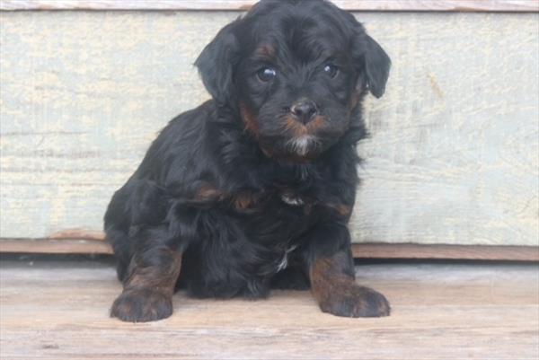 Frisco - Bernedoodle Mini 2nd Gen