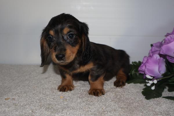 Sugarplum - Dachshund