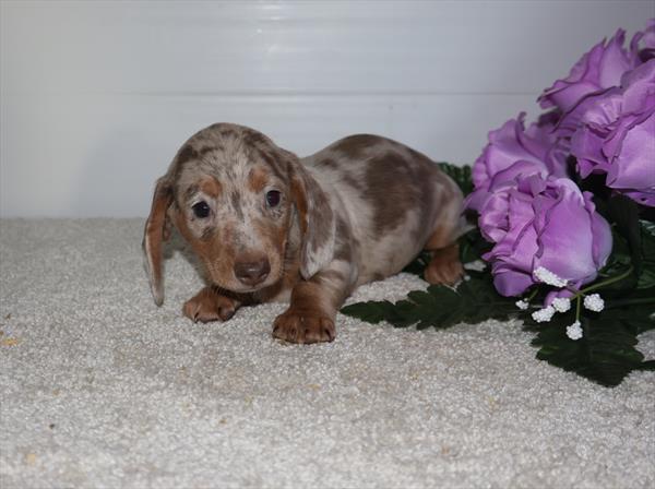 Tex - Dachshund
