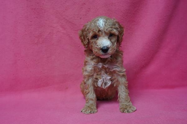 Monty - Goldendoodle Mini 2nd Gen