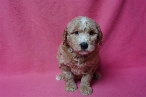 Imelda - Goldendoodle Mini 2nd Gen