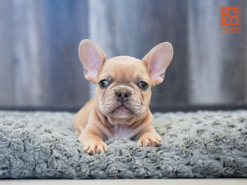 Goliath - French Bulldog