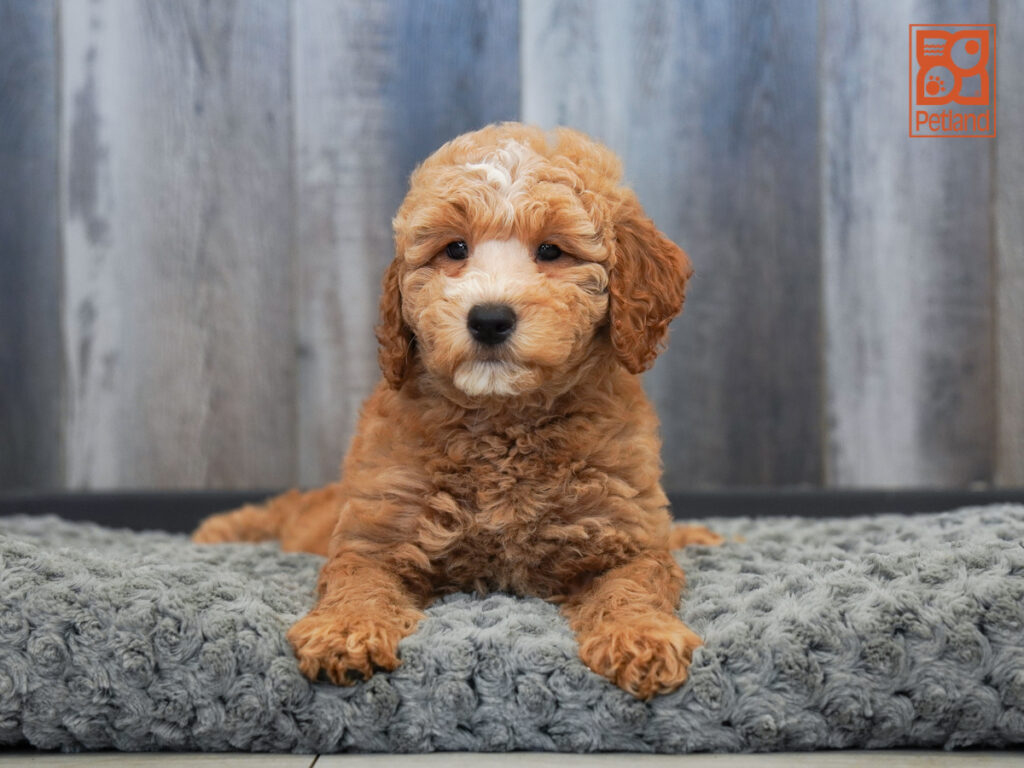 Imelda - Goldendoodle Mini 2nd Gen