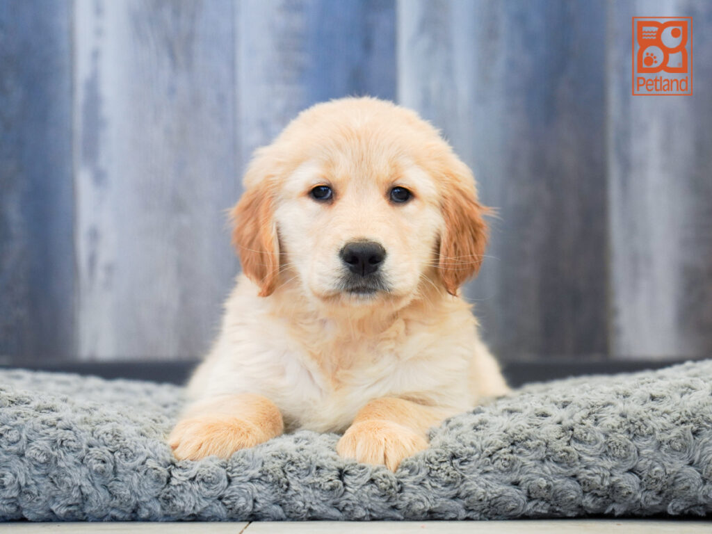 Riptide - Golden Retriever