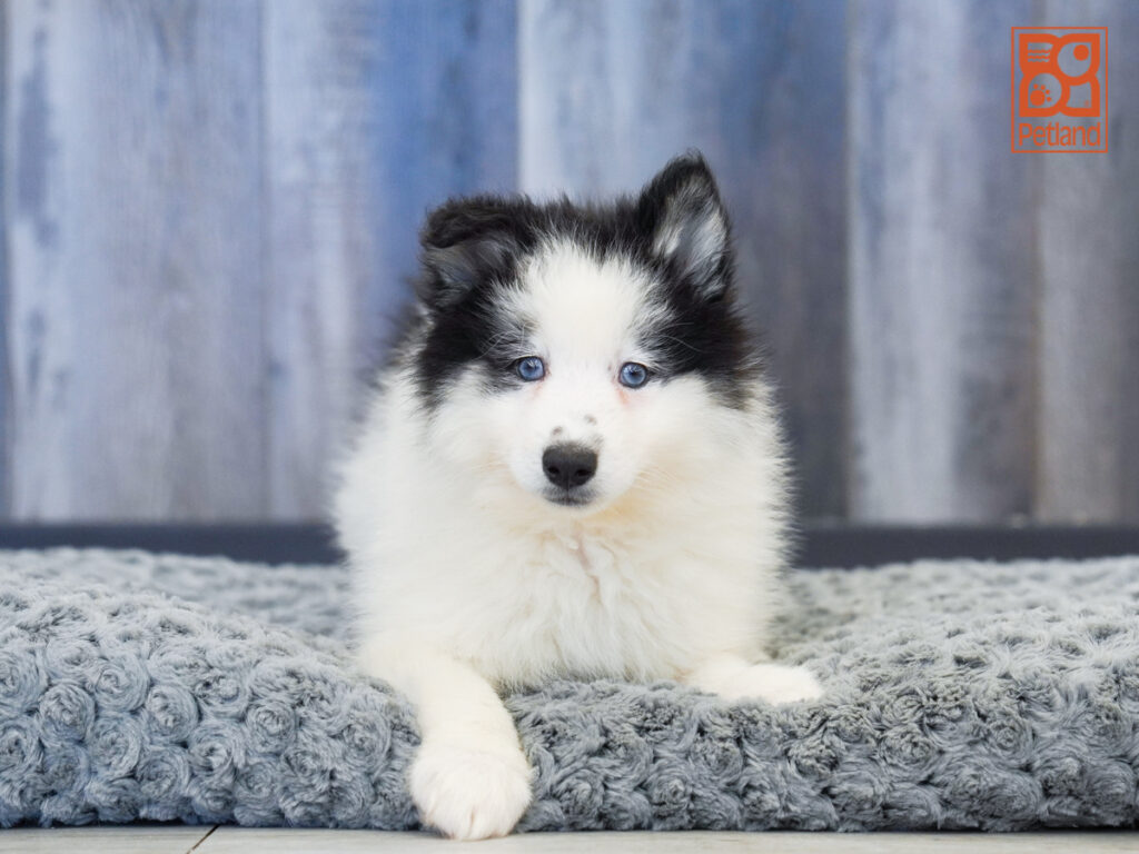 Karma-Rae - Pomsky 2nd Gen