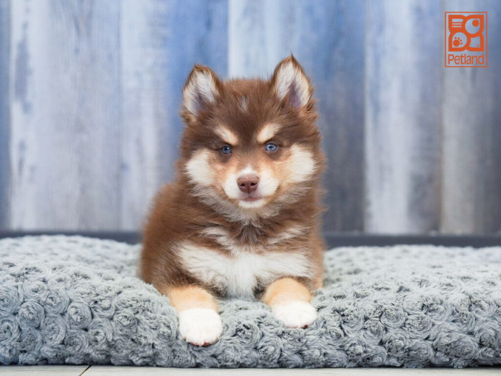 Gibbs - Pomsky 2nd Gen