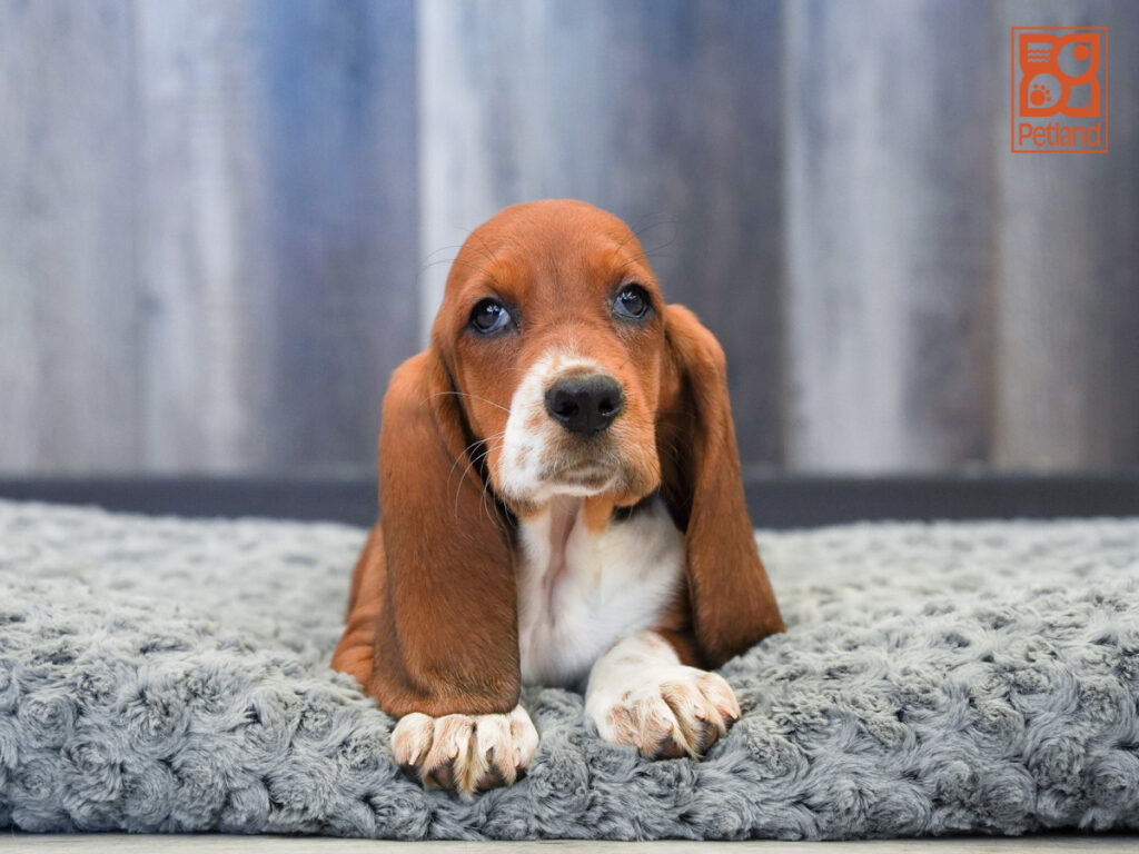 Raina - Basset Hound