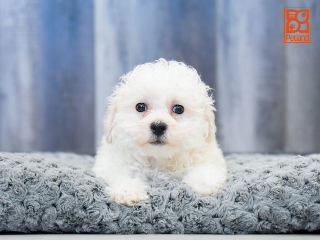 Gallagher - Bichon Frise
