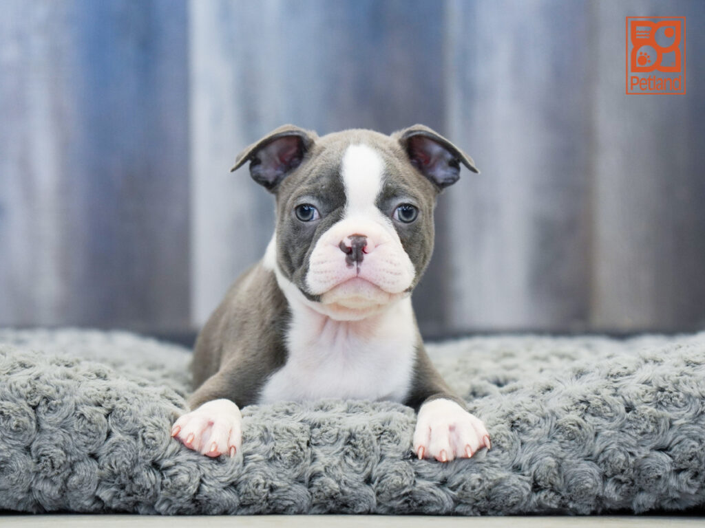 Gollum - Boston Terrier