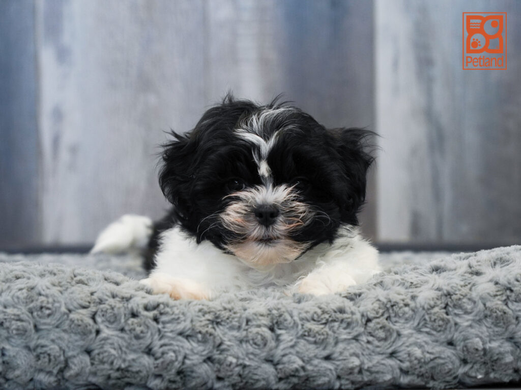 Duchess - Teddy Bear