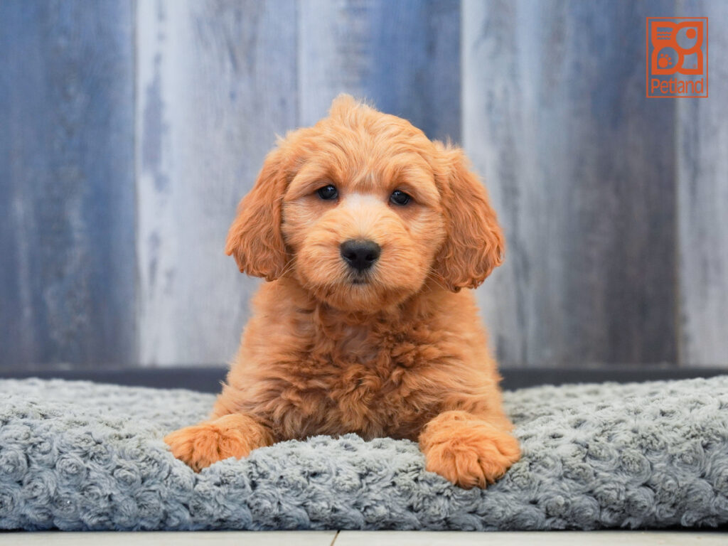 Gator - Goldendoodle