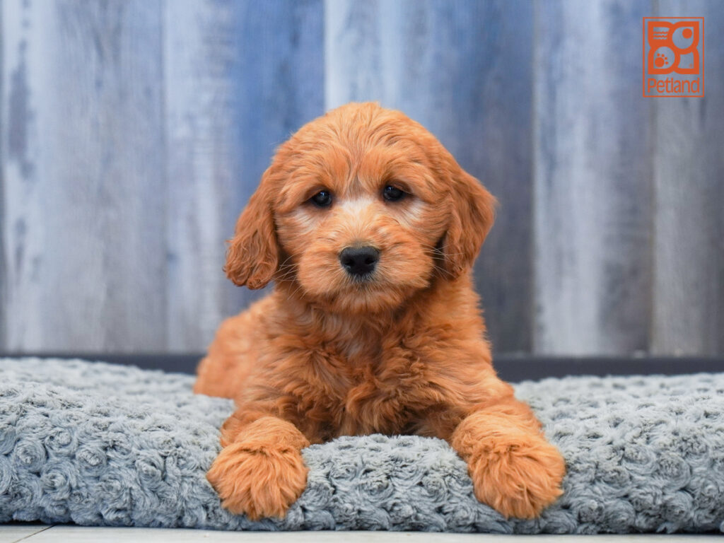 Hyacinth - Goldendoodle