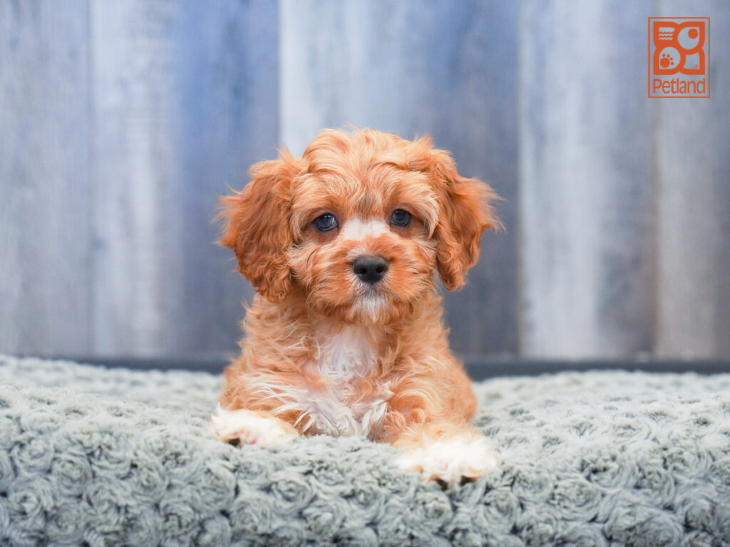 Drake - Cavapoo