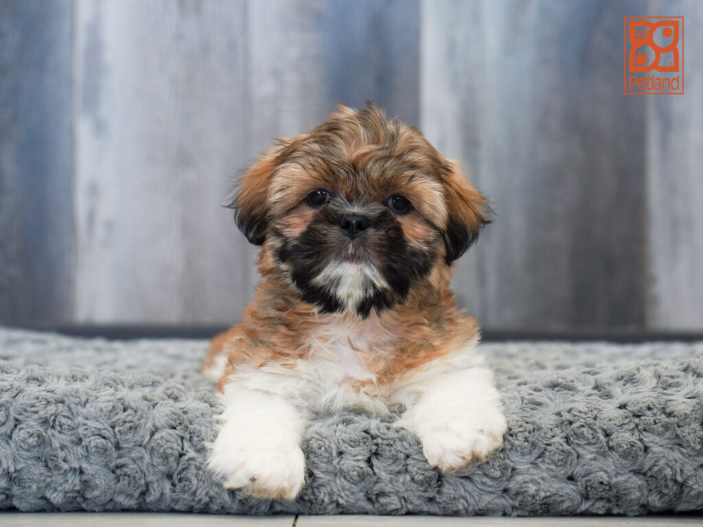 Kodi - Shih Tzu
