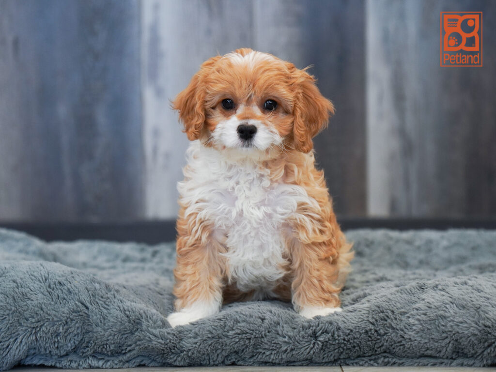 Tasha - Cavapoo