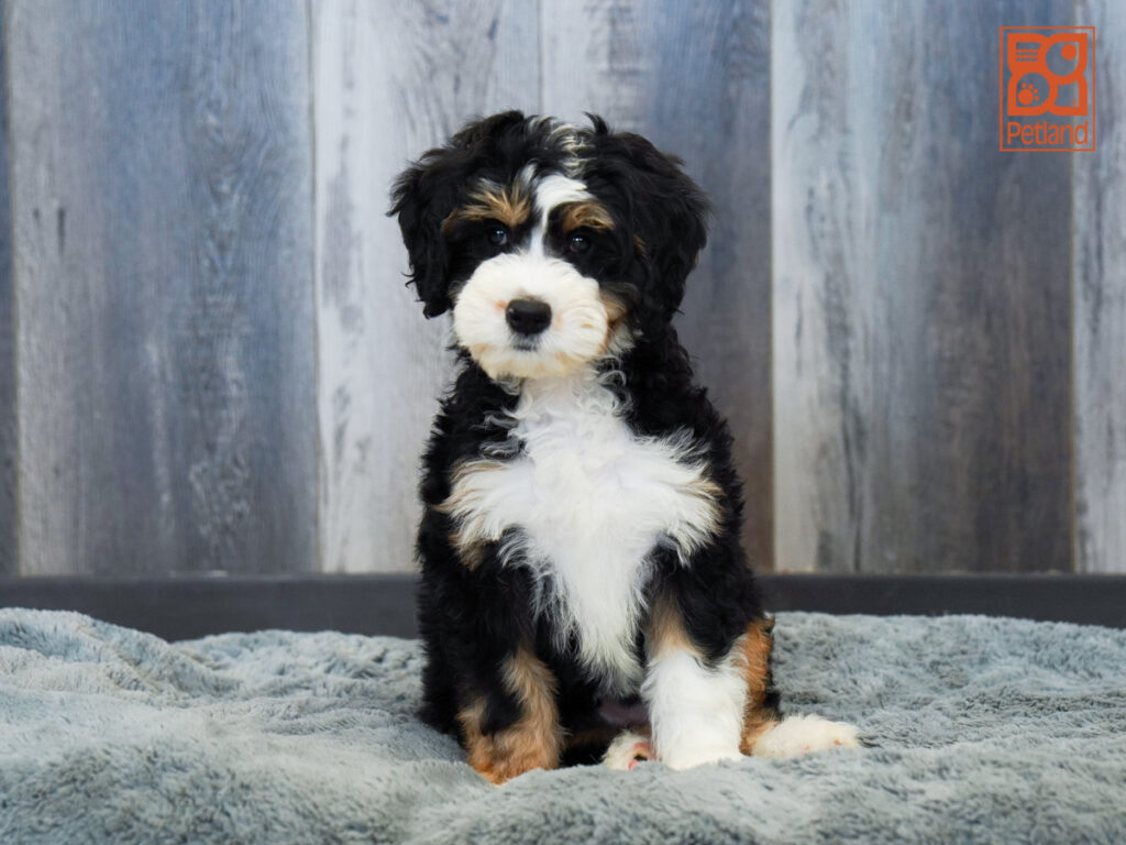 Gala - Bernedoodle Mini