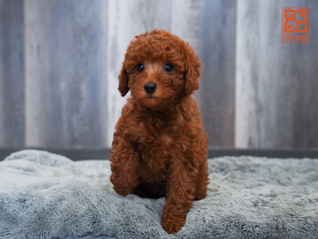Annabelle - Goldendoodle Mini 2nd Gen