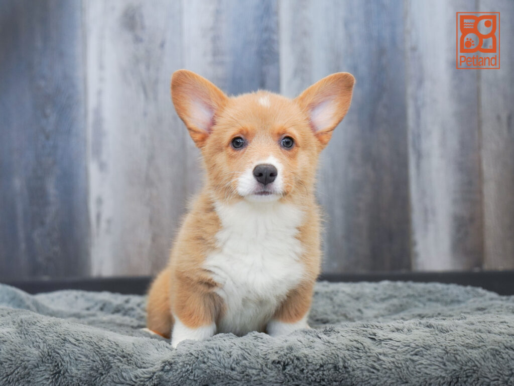 Annie - Pembroke Welsh Corgi