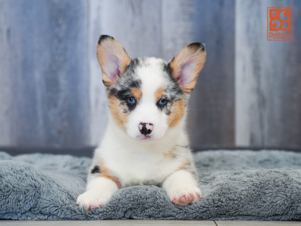 Memphis - Pembroke Welsh Corgi