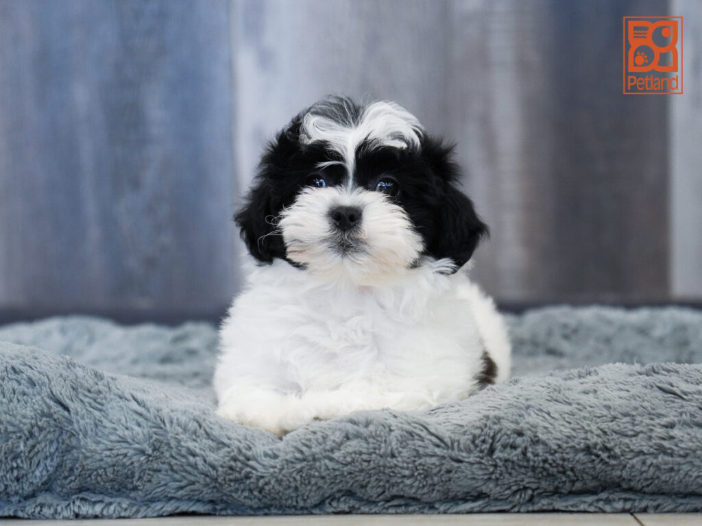 Shadowfax - Teddy Bear