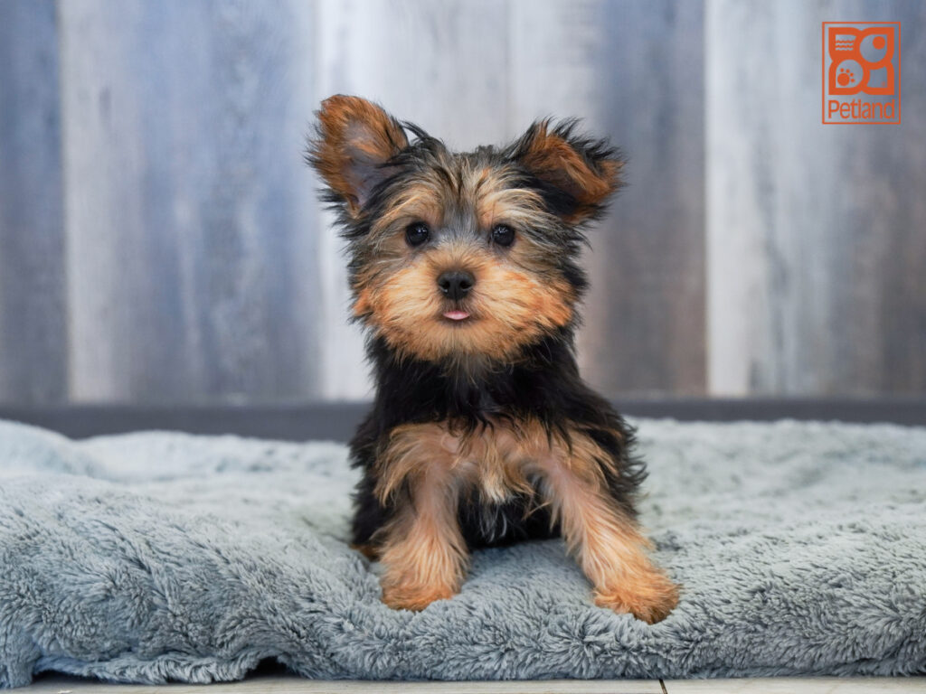 Horus - Yorkshire Terrier