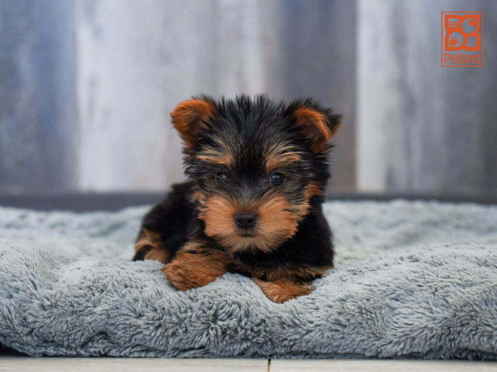 Holt - Yorkshire Terrier