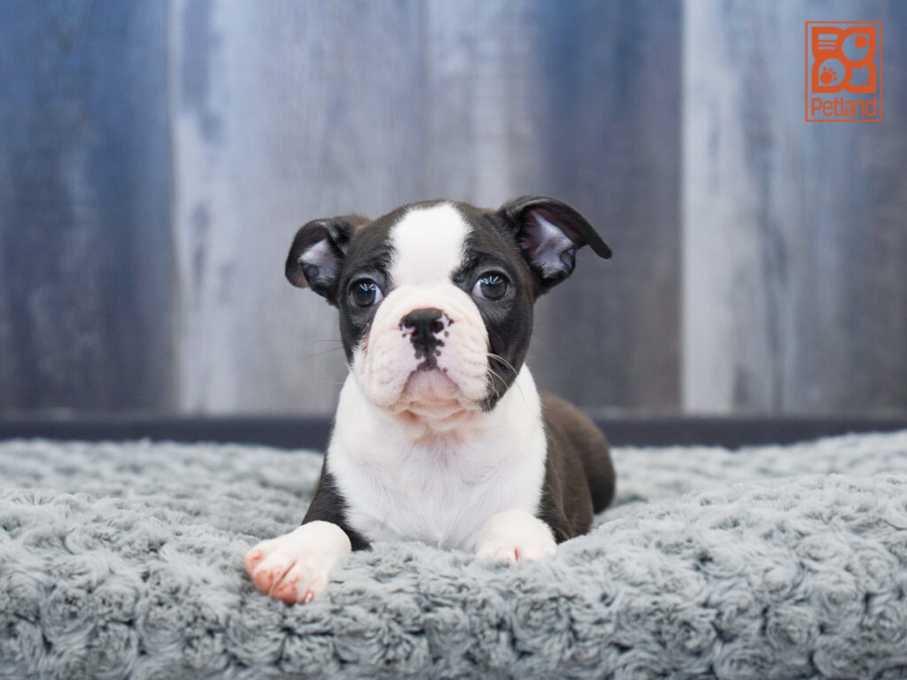 Cuddles - Boston Terrier