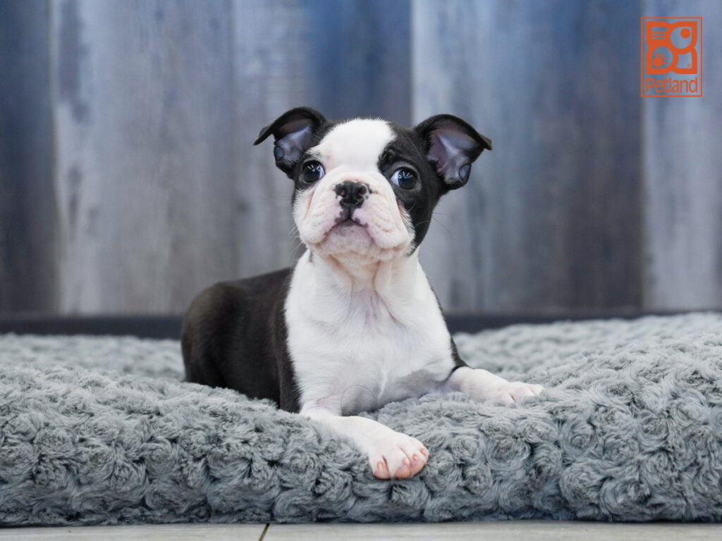 Capri - Boston Terrier