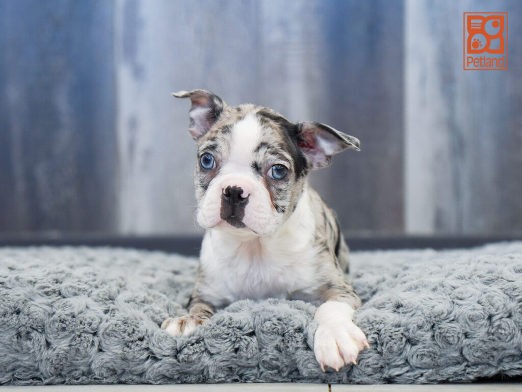 Kodiak - Boston Terrier