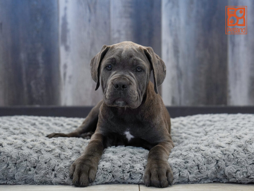 Kacey - Cane Corso