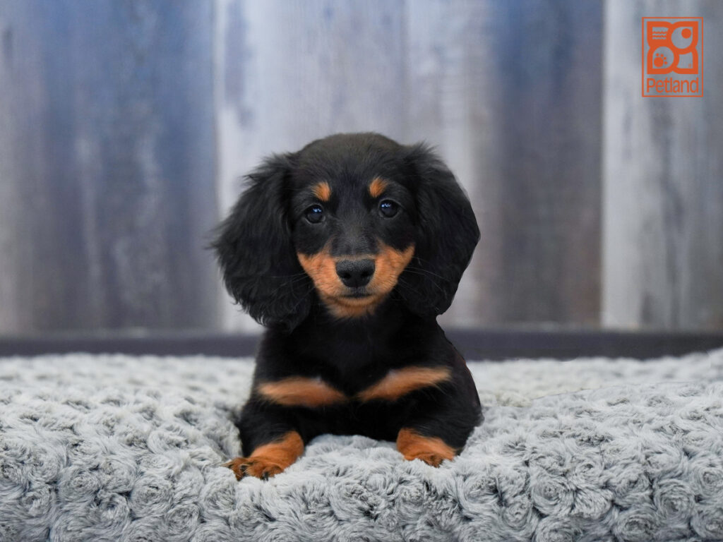 Dagger - Dachshund