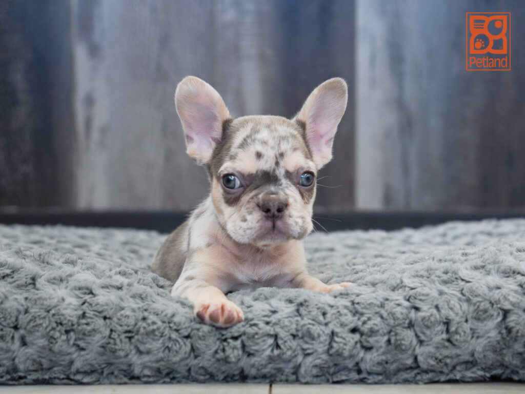 Twyla - French Bulldog