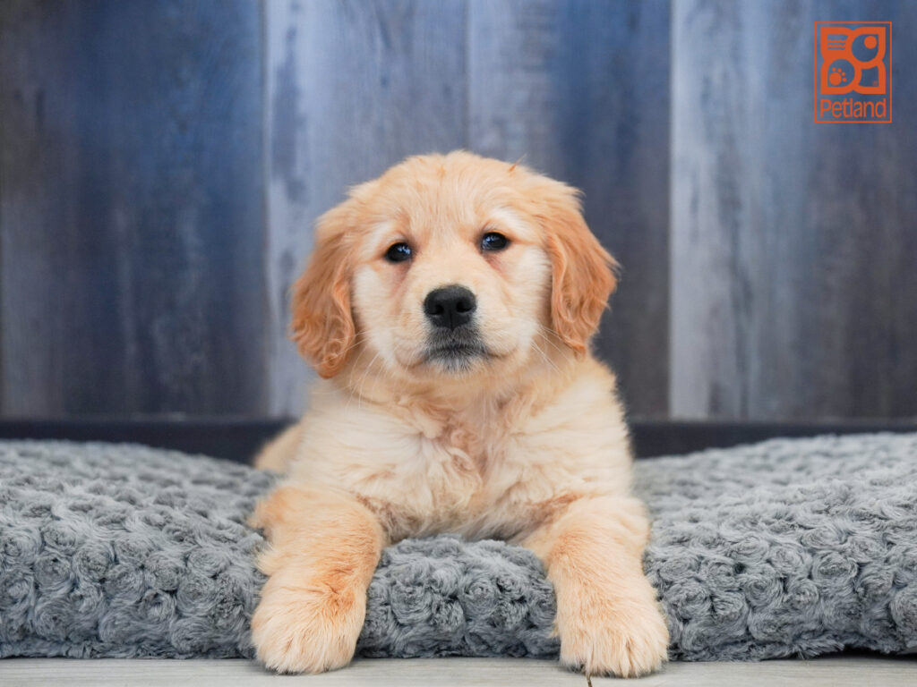 Xena - Golden Retriever