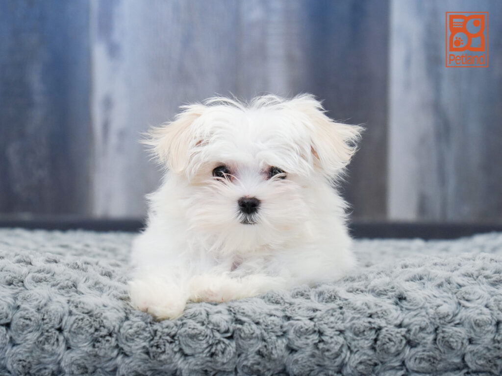 Nola-Rose - Maltese