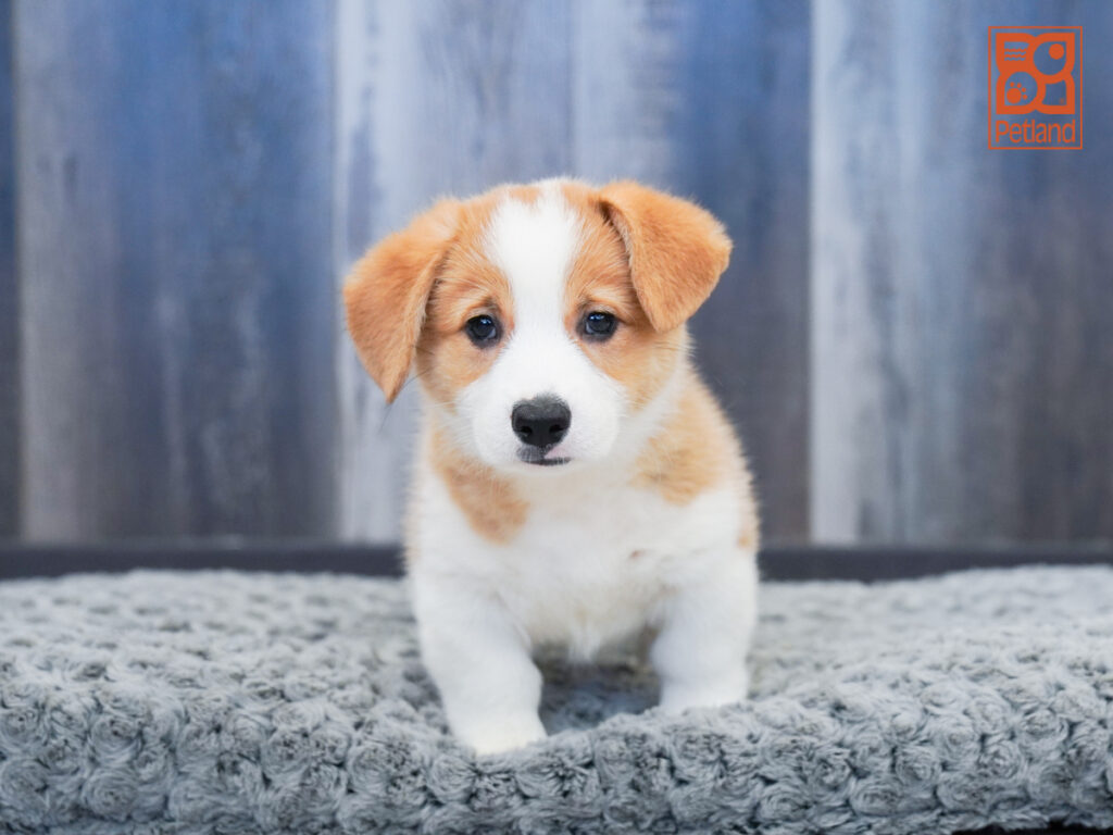 Zulu - Pembroke Welsh Corgi