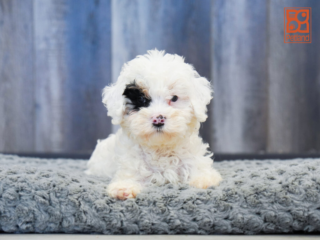 Opalina - Mini Bernadoodle