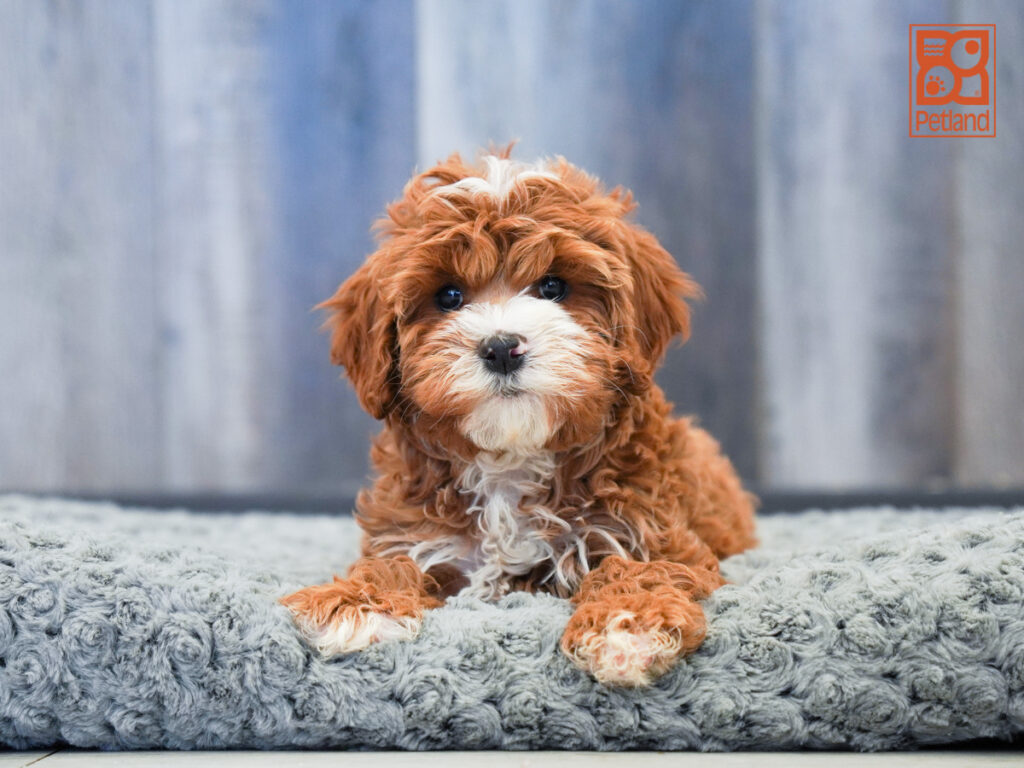 Kendra - Mini Bernadoodle