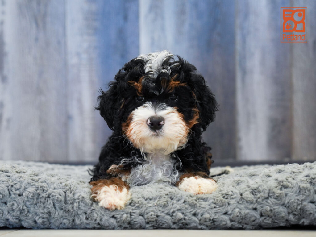 Dexter - Mini Bernadoodle