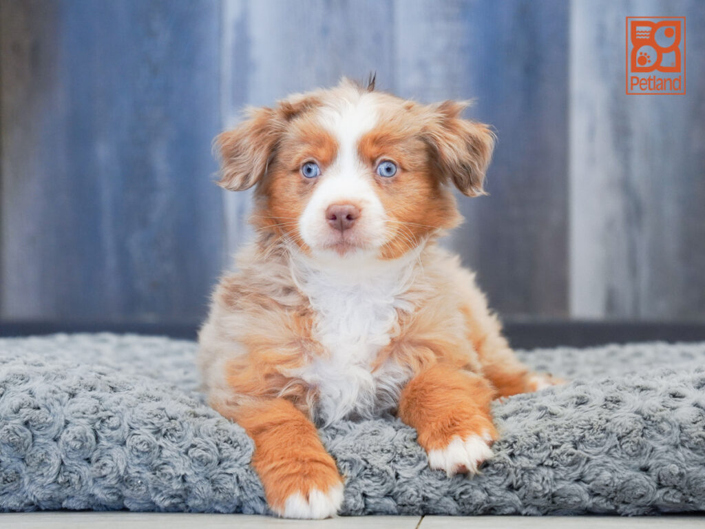 Kaiser - Mini Australian Shepherd