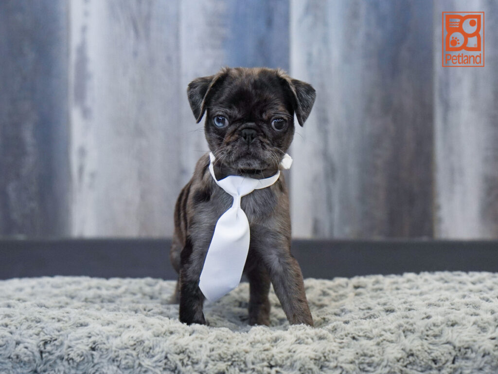 Kash - Pug