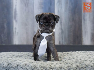 Petland Largo Florida Pug puppy available